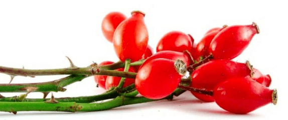 Bacche di rosarship con cistite